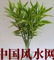 青海十二生肖养什么植物最旺财运?你知道吗!
