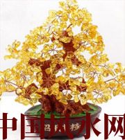 青海买了招财植物却不能发财,是方位摆错了!